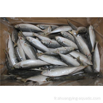 Fish de maquereau de cheval gelé BQF 16-25 cm 10 kg carton